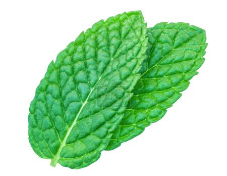 Photo for Fresh spearmint leaves isolated on the white background. Mint, peppermint close up - Royalty Free Image