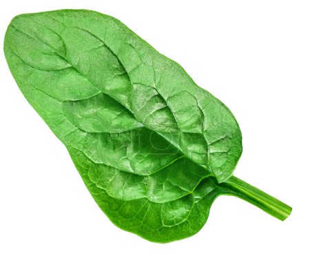 Foto de Hojas verdes frescas de espinacas vegetales de hojas aisladas sobre fondo blanco. Macro de espinacas. Vista superior. Puesta plana - Imagen libre de derechos