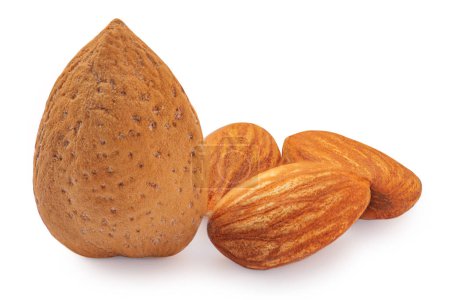 Photo for Almonds nuts and Almond nuts with shell  isolated on white background. Collectio - Royalty Free Image