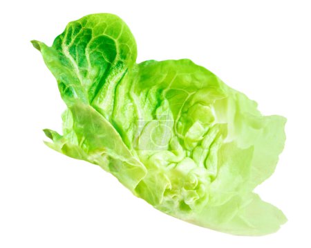 Frisches grünes Kokossalatblatt isoliert auf weißem Hintergrund. Batavia-Salat. Seitenhieb