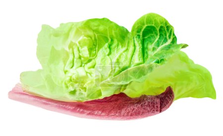 Photo for Fresh green cos lettuce leaf isolate on white background. Batavia salad. Side vie - Royalty Free Image