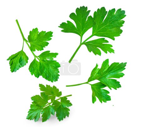Photo for Parsley leaf  isolated on white background. Fresh Parsley herb collection. Pattern.  Package design element - Royalty Free Image