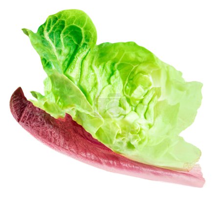 Fresh green cos lettuce leaf isolate on white background. Batavia salad. Side vie