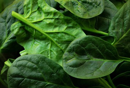 Photo for Fresh baby spinach leaves full frame, textured background.  High resolution imag - Royalty Free Image