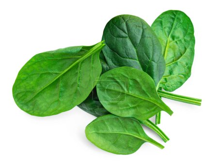 Photo for Fresh green baby spinach leaves isolated on white background. Spinach Macro. Top view. Flat lay - Royalty Free Image