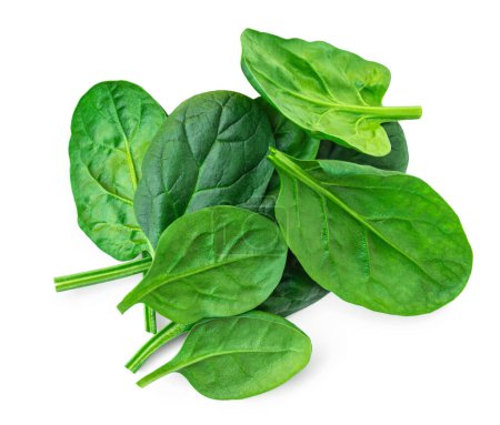 Photo for Spinach leaves isolated on white background. Various fresh green Espinach Macro. Top view. Flat lay - Royalty Free Image