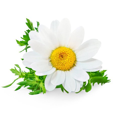 Photo for Chamomile or camomile flowers isolated on white background.  Beautiful white Daisy (Marguerite)  flowers closeup - Royalty Free Image