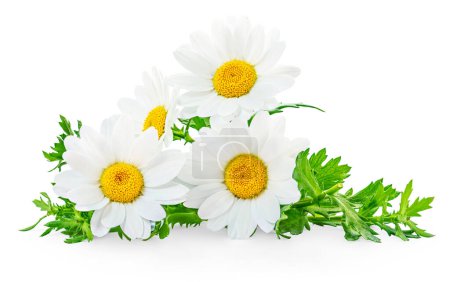 Photo for Chamomile or camomile flowers isolated on white background.  Beautiful white Daisy (Marguerite)  flowers closeup - Royalty Free Image