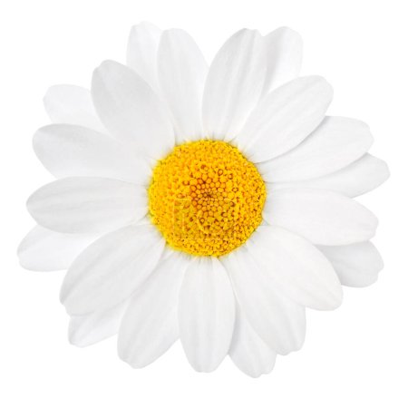 Téléchargez les photos : Camomille ou fleur de camomille isolée sur fond blanc. Belle fleur blanche Marguerite (Marguerite) gros plan - en image libre de droit
