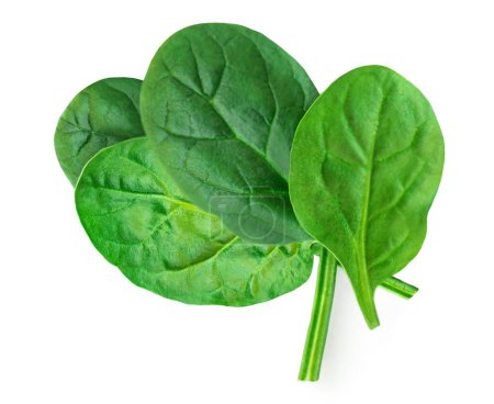 Photo for Spinach leaves isolated on white background. Pile of fresh green Espinach Macro. Top view. Flat lay - Royalty Free Image