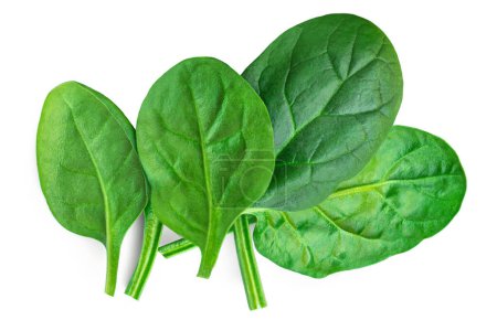 Photo for Spinach leaves isolated on white background. Various fresh green Spinach Macro. Top view. Flat lay. Package design element - Royalty Free Image
