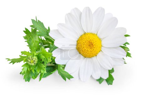 Photo for Chamomile or camomile flowers isolated on white background. Camomilie with leaves close up. Top view, flat lay, design elemen - Royalty Free Image