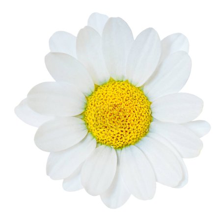 Photo for Chamomile or camomile flowers isolated on white background. Camomilie close up. Top view, flat lay, design elemen - Royalty Free Image