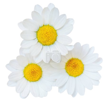 Foto de Flores de manzanilla o manzanilla aisladas sobre fondo blanco. Camomilie de cerca. Vista superior, plano, elemento de diseño - Imagen libre de derechos