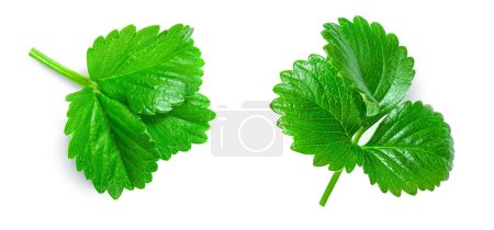 Photo for Fresh strawberry leaves collection and creative layout isolated  on white background. Green wet strawberry leaf Top view, flat lay, design elemen - Royalty Free Image