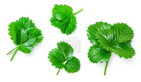 Photo for Fresh strawberry leaves collection and creative layout isolated  on white background. Strawberry leaf Pattern.  Top view, flat lay, design elemen - Royalty Free Image