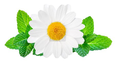 Téléchargez les photos : Camomille ou fleur de camomille isolée sur fond blanc. Belle fleur blanche Marguerite (Marguerite) gros plan - en image libre de droit