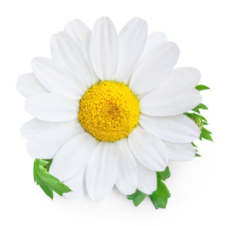 Photo for Chamomile or camomile flower isolated on white background.  Beautiful white Daisy (Marguerite)  flower closeup - Royalty Free Image