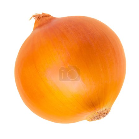 Photo for Onion bulb isolated on white background. Whole golden onion close u - Royalty Free Image