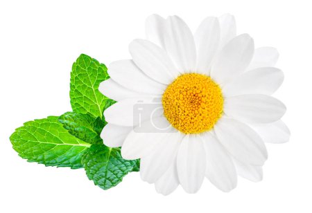 Photo for Chamomile or camomile flower isolated on white background.  Daisy (Marguerite)  flower with a mint leaves closeup - Royalty Free Image