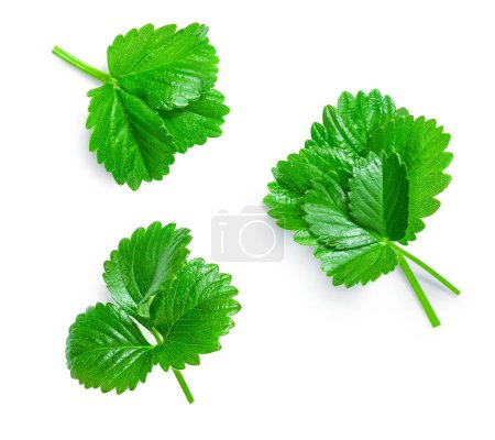 Photo for Fresh strawberry leaves collection and creative layout isolated  on white background. Strawbery leaf Pattern.  Top view, flat lay, design elemen - Royalty Free Image