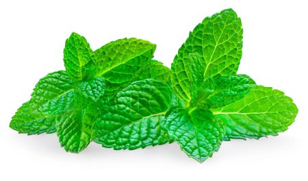 Photo for Mint leaves isolated on white background. Fresh peppermint on white background. Melissa close up - Royalty Free Image