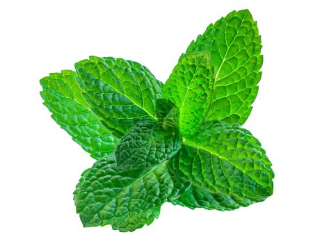 Photo for Fresh peppermint isolated on white background. Melissa close up - Royalty Free Image