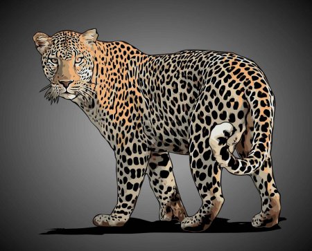 leopard walking side view vector template