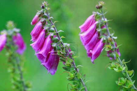 Blühende Heilpflanze Fingerhut (Digitalis Purpurea) auf grünem Hintergrund