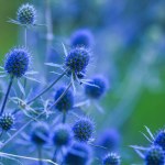 Eryngium planum, the blue eryngo or flat sea holly, is a  plant in the family Apiaceae, native to the area that includes central and southeastern Europe and central Asia
