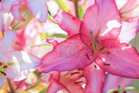 Téléchargez les photos : Plante pourpre en fleurs Lilia sur le fond vert, gros plan - en image libre de droit