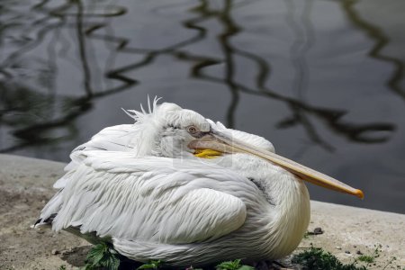 Foto de Retrato de pelícano pájaro blanco, primer plano, en el Zoo - Imagen libre de derechos