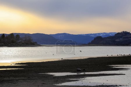 La rivière Gaula se jette dans le fjord de Trondheim, les canards attendant le printemps sur la petite île dans la réserve naturelle de Gaulosen