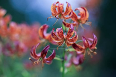 Lilium martagon, the martagon lily  or Turk's cap lily, is a Eurasian species of lily