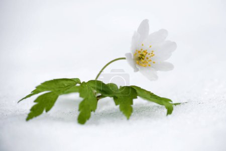 Blume anemona nemorosa nach Schneefall im Frühjahr mit Schnee bedeckt