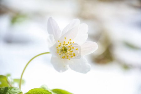 Blume anemona nemorosa nach Schneefall im Frühjahr mit Schnee bedeckt 