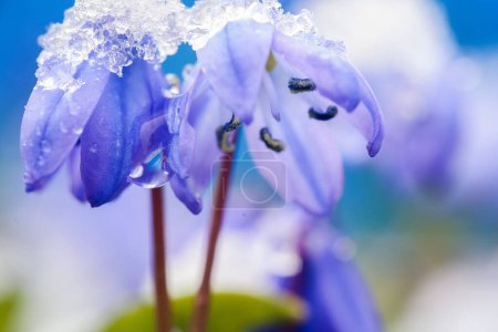 Blume Scilla Sibirien nach Schneefall im Frühjahr mit Schnee bedeckt