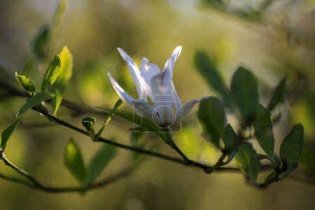 Photo for Blooming tree magnolia Stellata, closeup, golden hour - Royalty Free Image
