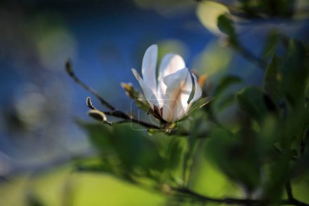 Photo for Blooming tree magnolia Stellata, closeup, golden hour - Royalty Free Image