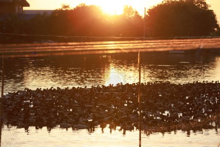 Urban Farmer Duck farm against sunset light, Rural SME business