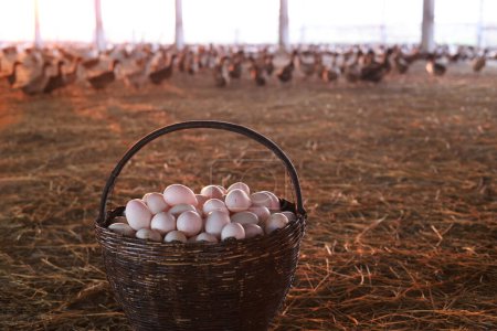 Baskets full of duck eggs in duck coops and duck houses.