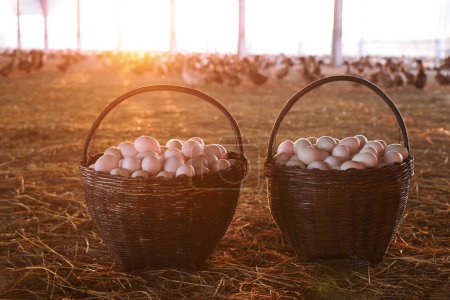 Baskets full of duck eggs in duck coops and duck houses.