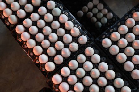 Foto de Primer plano de huevos de pato en una bandeja de embalaje en una casa de pato a la espera de ser enviado a la venta.Apilado en capas de huevos de pato blanco fresco en la bandeja para la venta - Imagen libre de derechos
