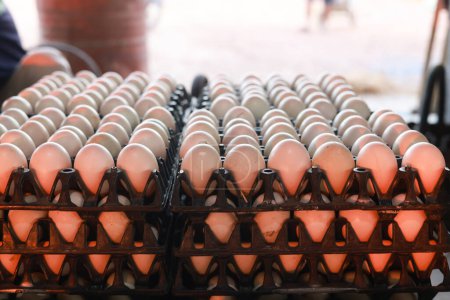 Foto de Primer plano de huevos de pato en una bandeja de embalaje en una casa de pato a la espera de ser enviado a la venta.Apilado en capas de huevos de pato blanco fresco en la bandeja para la venta - Imagen libre de derechos
