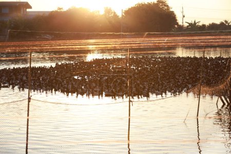 Photo for Urban Farmer Duck farm against sunset light, Rural SME business - Royalty Free Image