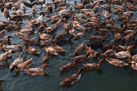 Téléchargez les photos : Exploitation agricole urbaine Ferme de canards contre le coucher du soleil, PME rurales - en image libre de droit