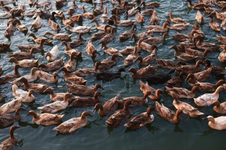 Téléchargez les photos : Exploitation agricole urbaine Ferme de canards contre le coucher du soleil, PME rurales - en image libre de droit