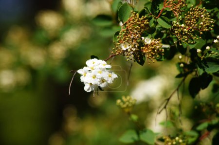 Cotoneaster multiflorus. Floraison dans la famille des rosaces.3. Fleurs gros plan.                      