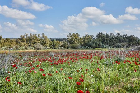 Wild red anemone flowers bloom among the green grass in the meadow. Gorgeous spring blooming landscape in the reserve of the national park. Southern Israel. Ecotourism