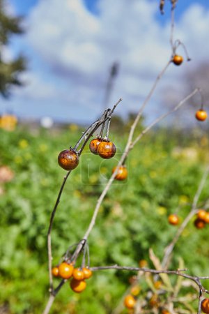 A branch of a plant with small orange berries hanging from it. The plant is growing in a field with green grass and yellow flowers in the background. There is a blue sky with white clouds overhead.